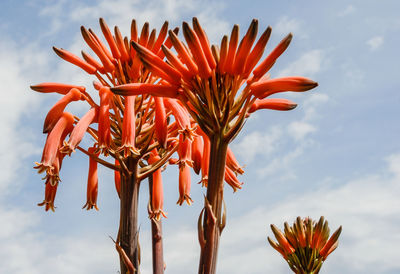 Low angle view of red flowering plant against sky