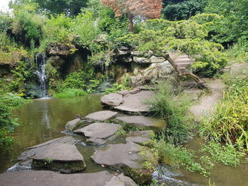 Plants growing by river in forest