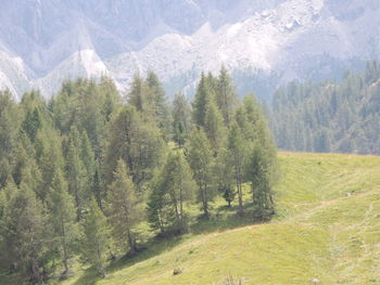 Panoramic view of pine trees in forest