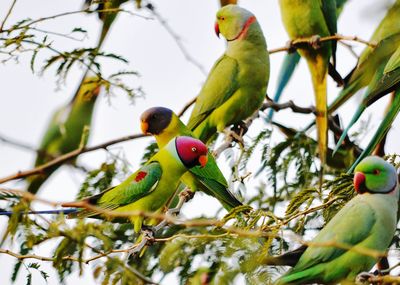 Low angle view of bird perching on tree
