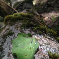 Close-up of wet leaves on rock