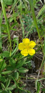 Close-up of yellow flowering plant on field