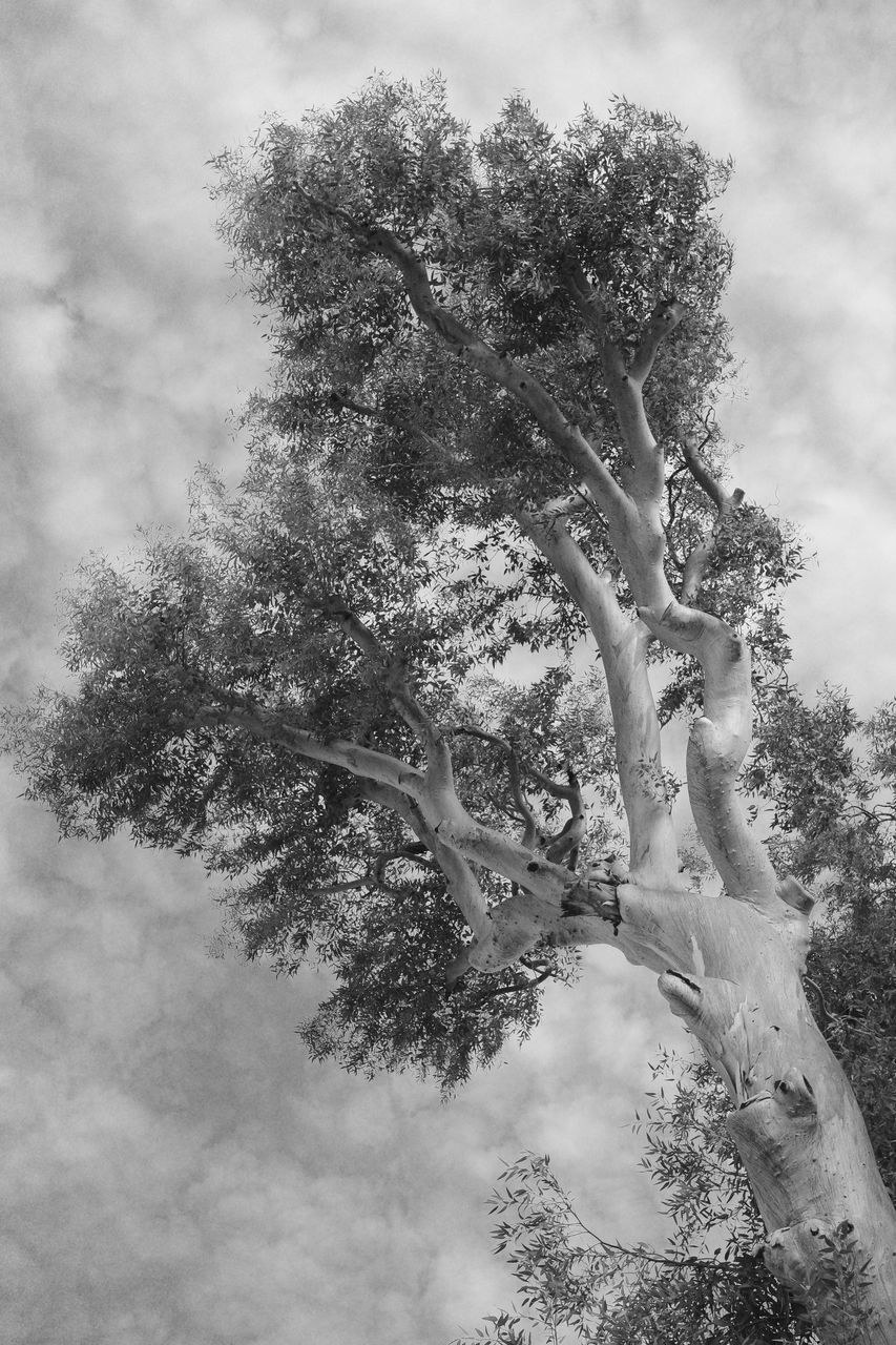 tree, black and white, plant, monochrome photography, monochrome, nature, branch, sky, cloud, growth, no people, outdoors, beauty in nature, environment, flower, low angle view, tranquility, day, winter, pinaceae, white, pine tree, coniferous tree, leaf, snow