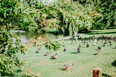 Swan swimming in lake by trees