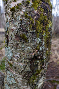 Close-up of moss growing on tree trunk