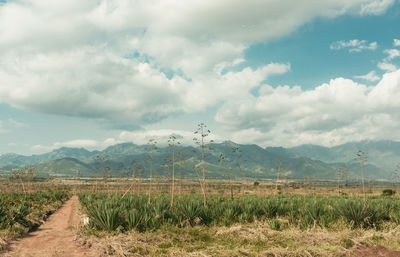 Scenic view of sisal field against mountain and sky