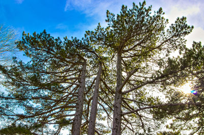 Low angle view of trees against sky