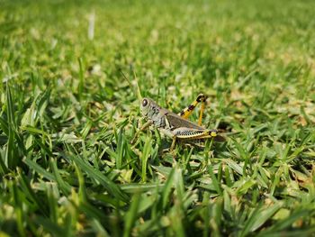 Close-up of butterfly on grass