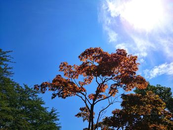 Low angle view of trees against cloudy sky