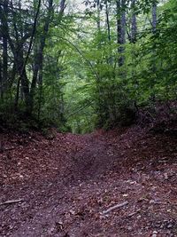 Trees growing in forest