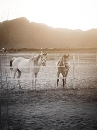 Horses in the field