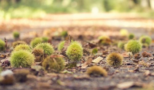 Close-up of cactus plant