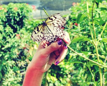 Close-up of butterfly on hand holding plant