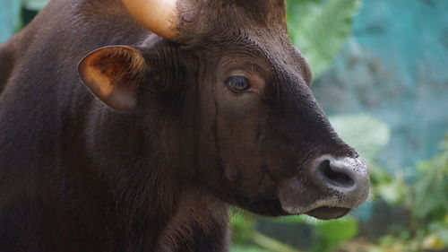 Close-up of a horse