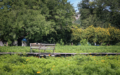 Bench in park