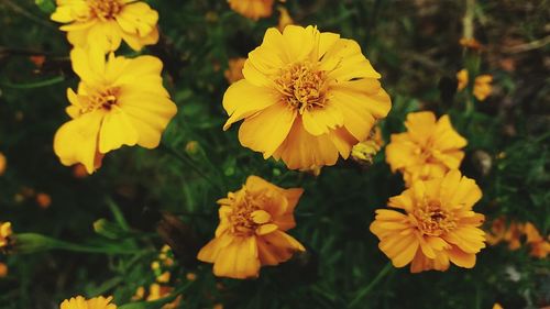 Close-up of yellow flower