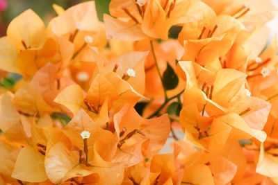 Full frame shot of orange flowering plant