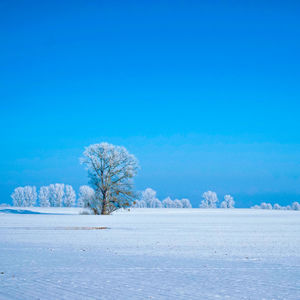 Trees on snow covered land against blue sky