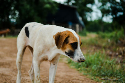 Close-up of a dog on field