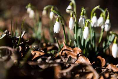 Close-up of white flowering plants on field