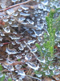 Close-up of raindrops on leaves during winter