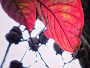 Close-up of red autumn plant