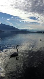 Birds in calm lake