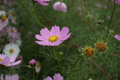 Close-up of pink cosmos flower on field