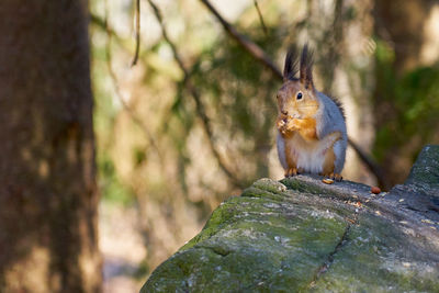 Close-up of squirrel on tree trunk