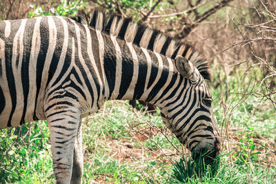 Side view of a zebra