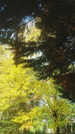 Low angle view of trees in forest