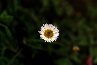 Close-up of daisy flower