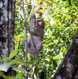Low angle view of monkey hanging on tree