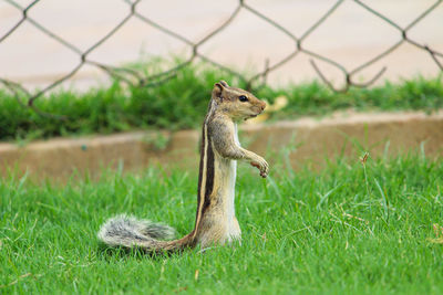 Lizard on a field