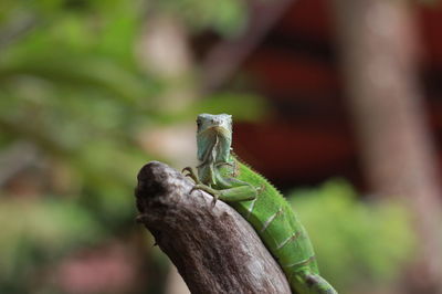 Close-up of lizard on branch