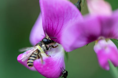 Close-up of bee pollinating on purple flower