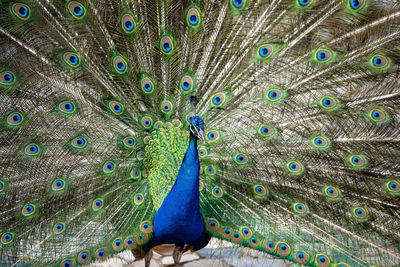 Close-up of peacock