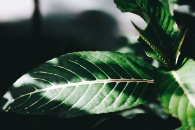 Close-up of green leaves