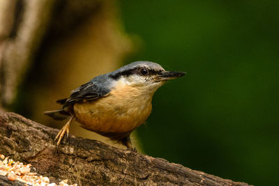 Close-up of bird perching on branch