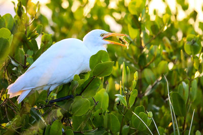 Close-up of bird perching on a plant