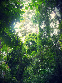 Low angle view of trees against sky