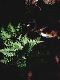 Close-up of cat on tree at night