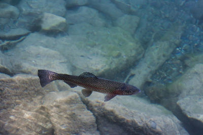 Fish swimming in sea