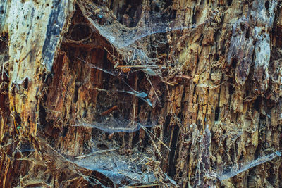 Full frame shot of tree trunk