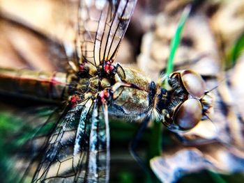 Close-up of insect on leaf