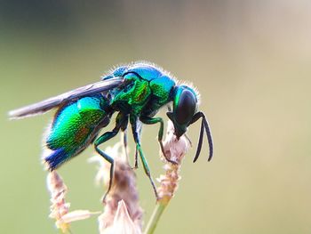 Close-up of insect on flower