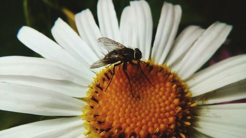 Close-up of insect on flower