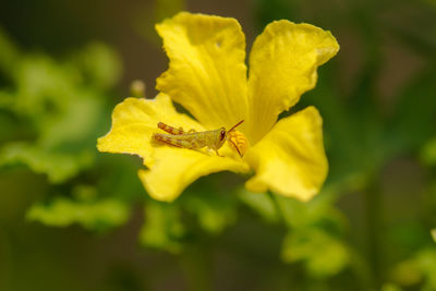 Close-up of grasshopper insect on yellow flower