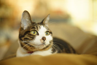 pet