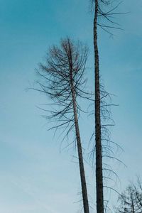 Low angle view of bare tree against sky